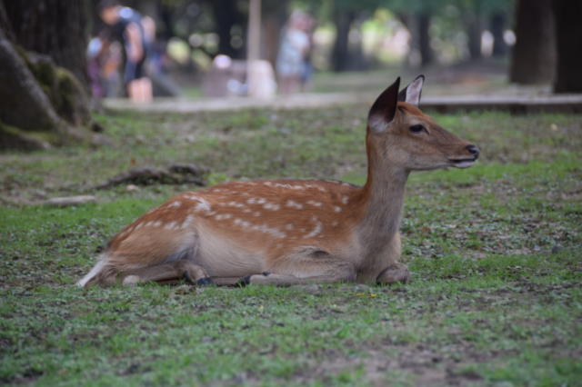奈良公園 鹿せんべい